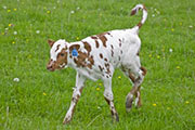 v_1125_s.jpg - High Hickory x Tempter - 2009 Bull