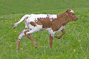 v_1136_s.jpg - Senachoo x Tempter - 2009 Heifer