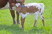 v_1378_s.jpg - Senachoo x Tempter - 2009 Heifer