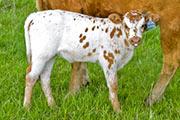 Juma Winner - Damme Winner x Juma - 2009 Heifer - v_1486_calf