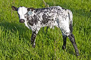 v_1503_s.jpg - Thumbelina x Over Kill - 2009 Bull