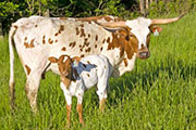 Super Macarina - I-246015 - v_1554