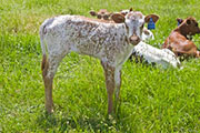 v_1878_s.jpg - Jerk Water x Drag Iron - 2009 Heifer