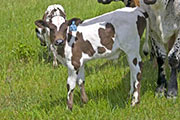 v_1885_s.jpg - Get Over It x Winning Sky - 2009 Bull