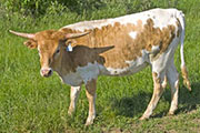 v_1965_s.jpg - Mostly High x Win Win - 2008 Heifer