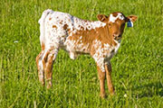 v_2132_s.jpg - Win High x Tempter - 2009 Heifer
