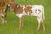 Jumizm - Gruffizm x Juma - 2009 Heifer - v_2200