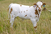 v_3177_s.jpg - Karma x Tempter - 2009 Bull Calf
