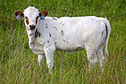 Fast Doer - Abra Cadabra x Super Fast - 2009 Heifer - v_3300