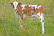 v_3466_s.jpg - Bowl Draft x Tempter - 2009 Bull Calf