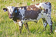 v_3577_s.jpg - Prostey Tot x Tempter - 2009 Bull