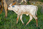 Mara Karaka - Mara Karaka - v_3586