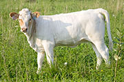 Fast Search - Search for Gold x Super Fast - 2009 Heifer - v_3613