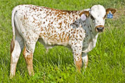 v_3819_s.jpg - Victory Bella x Drag Iron - 2009 Bull Calf