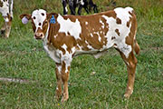v_3829_s.jpg - Center Win x Tempter - 2009 Heifer