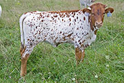 v_4146_s.jpg - Kookadoo x Drag Iron - 2009 Heifer