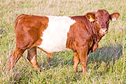 Royal Fun Calf 2009 - Royal Fun x Dip Stick - 2009 Bull - v_4240