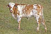 v_5546_s.jpg - Super Gleam x Tempter - 2009 Heifer
