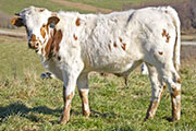 v_5921_s.jpg - Karma x Tempter - 2009 Bull Calf