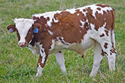 v_5998_s.jpg - Bowl Draft x Tempter - 2009 Bull Calf