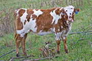 v_6002_s.jpg - Center Win x Tempter - 2009 Heifer