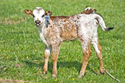 w_1077_s.jpg - Annie x Drag Iron - 2010 Heifer