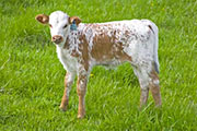 Driving Victory - Mark Maker x Victory Lap - 2010 Heifer - w_1236