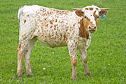 w_1290_s.jpg - Ga Zing x Tempter - 2009 Heifer