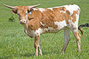 w_1426_s.jpg - Powhatan x Winning Sky - 2009 Heifer