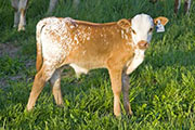 w_2035_s.jpg - Shot of Victory x Winning Sky - 2010 Bull