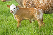 w_2077_s.jpg - Beyond Duty x Drag Iron - 2010 Bull