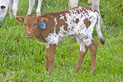 w_2103_s.jpg - Valdosta x Drag Iron - 2010 Heifer