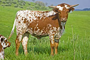 w_2112_s.jpg - Win High x Tempter - 2009 Heifer