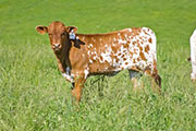w_2277_s.jpg - Bowl Me Over x Drag Iron - 2010 Heifer