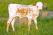 Abra Orator Calf 2010 - Abra Orator x Juma - 2010 Bull - w_2320