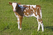 w_2484_s.jpg - Rosy Smile x Tempter - 2010 Heifer