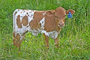w_2608_s.jpg - Win The Draft x Drag Iron - 2010 Heifer