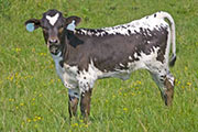 w_2890_s.jpg - Winning Blade x Over Kill - 2010 Heifer