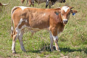 w_4137_s.jpg - Gunna Draft x Over Kill - 2010 Bull