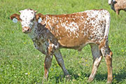 Go Pro - Jizelle x Juma - 2010 Bull - w_4343