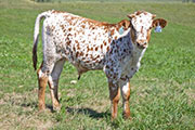 Kill'N Run Calf 2010 - Kill'N Run x Juma - 2010 Bull - w_4356