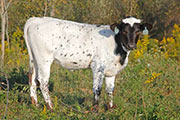 w_7494_s.jpg - Lynizm x Winning Sky - Heifer