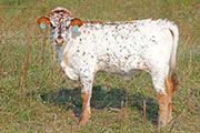 Jamboree - Shining Victory x Juma - Heifer - w_7701
