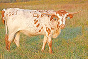 Juma Winner - Juma Winner - w_8086