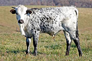 w_9039_s.jpg - Kookachoo x Over Kill - 2010 Bull