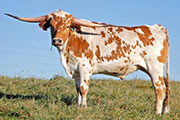 w_9043_s.jpg - Bowl of Roses x Over Kill - 2008 Steer