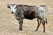 x_0150_s.jpg - Annie x Drag Iron - 2010 Heifer