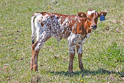 x_1158_s.jpg - Thumbelina x Drag Iron - 2011 Heifer