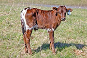 x_1163_s.jpg - Win Over x Drag Iron - 2011 Bull