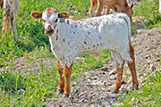 x_1762_s.jpg - Look Out! x Drag Iron - 2011 Bull